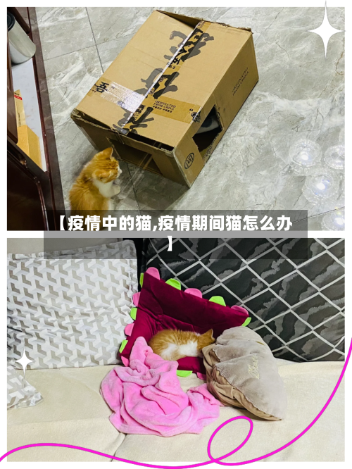 【疫情中的猫,疫情期间猫怎么办】