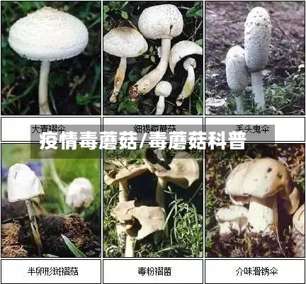 疫情毒蘑菇/毒蘑菇科普
