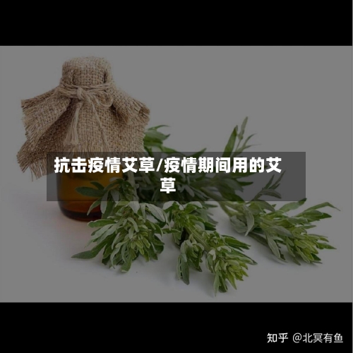 抗击疫情艾草/疫情期间用的艾草