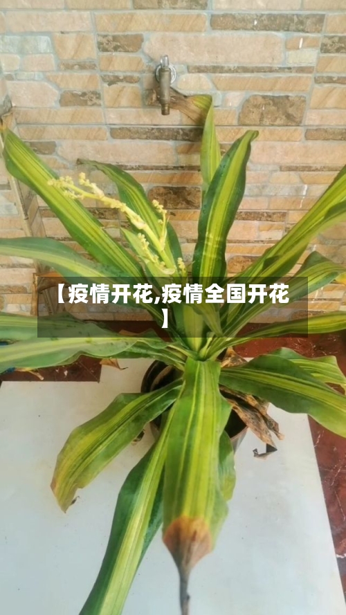 【疫情开花,疫情全国开花】