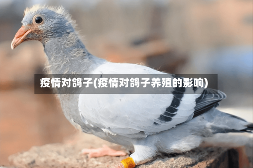疫情对鸽子(疫情对鸽子养殖的影响)