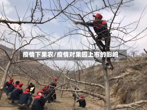 疫情下果农/疫情对果园上市的影响