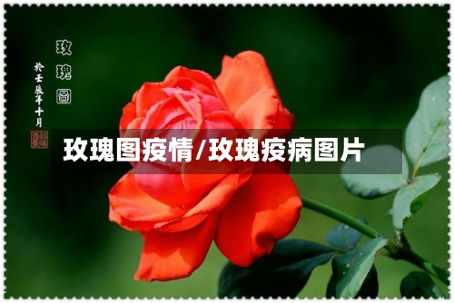玫瑰图疫情/玫瑰疫病图片