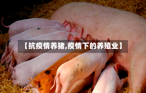 【抗疫情养猪,疫情下的养殖业】