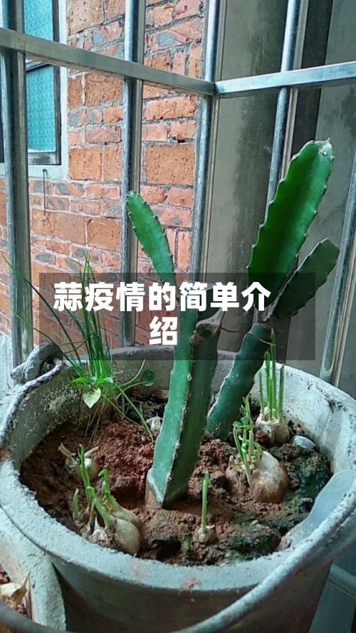 蒜疫情的简单介绍