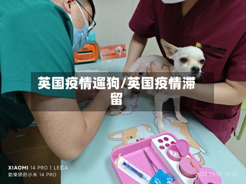 英国疫情遛狗/英国疫情滞留