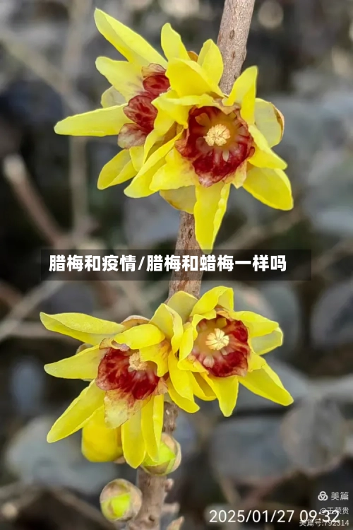 腊梅和疫情/腊梅和蜡梅一样吗