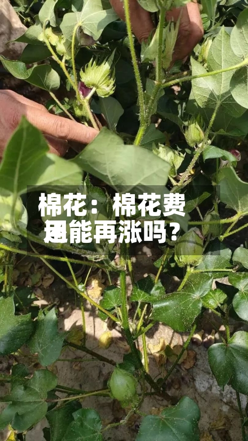 棉花：棉花费用还能再涨吗？