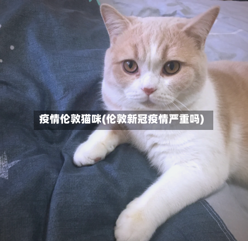 疫情伦敦猫咪(伦敦新冠疫情严重吗)