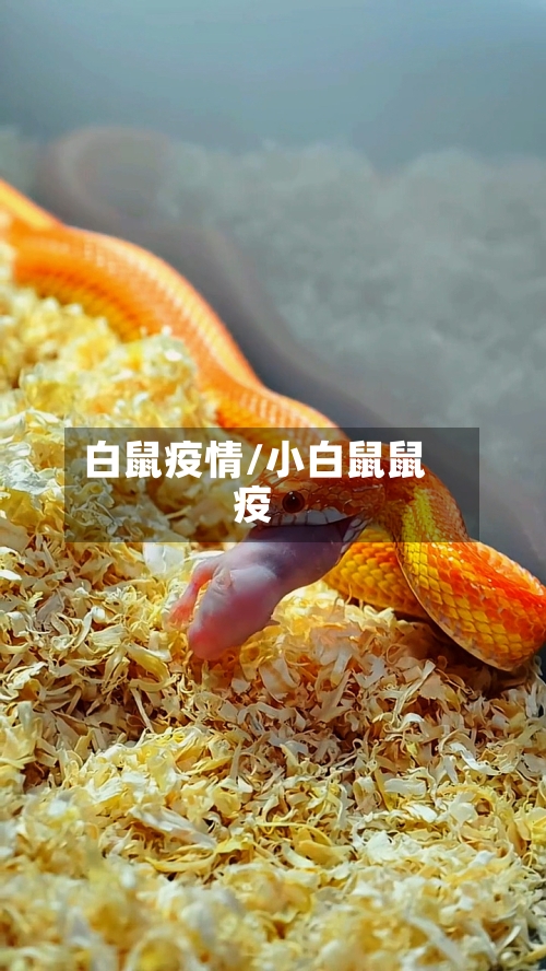 白鼠疫情/小白鼠鼠疫